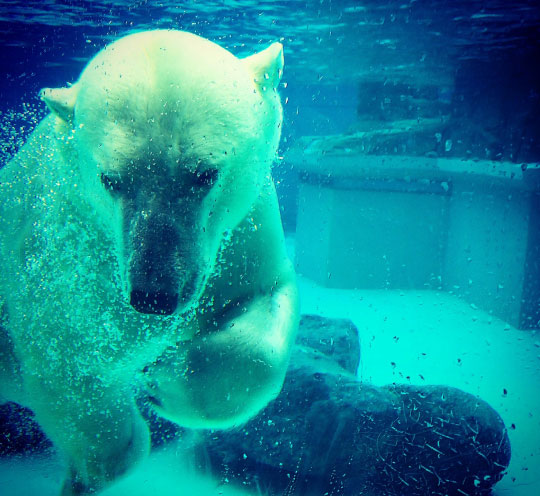 A polar bear swimming in a zoo enclosure.